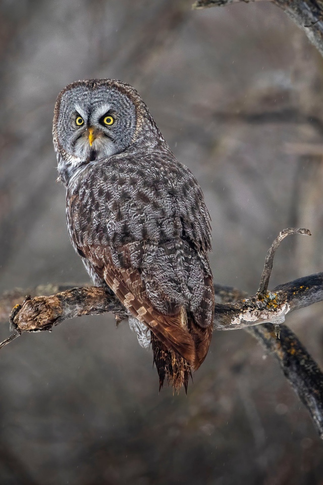 Большая серая сова с желтыми глазами на ветке в лесу