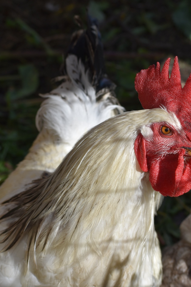 Большой домашний петух во дворе 