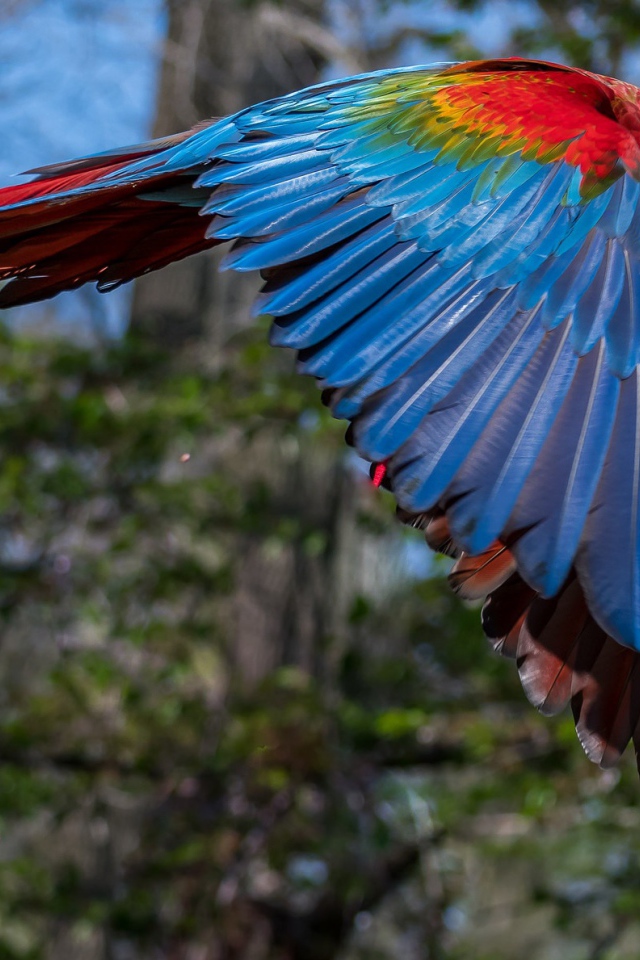 Большой попугай ара летит в воздухе 