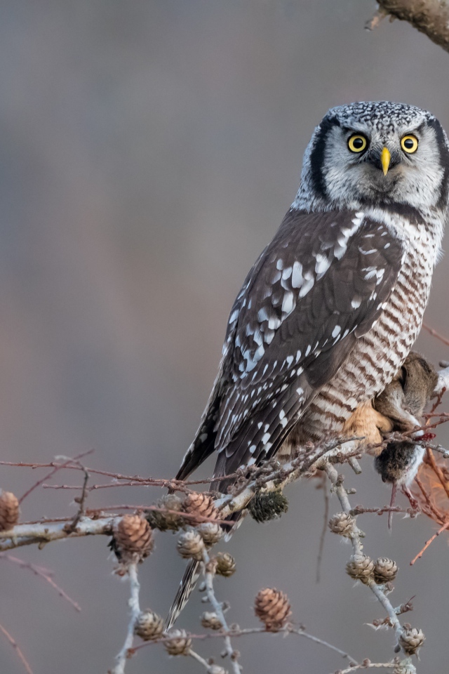 Большая сова сидит на ветке с добычей 
