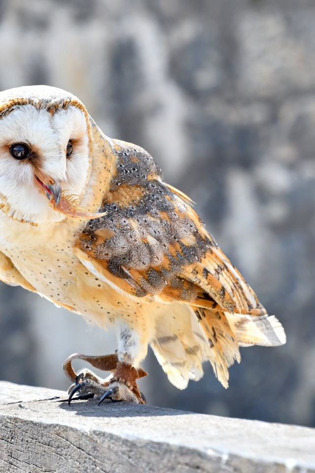 Большая сова сидит на заборе 