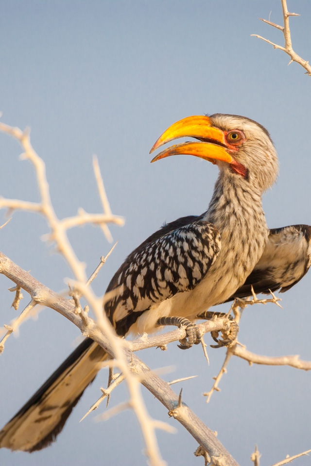 Большая птица носорог сидит на ветке 