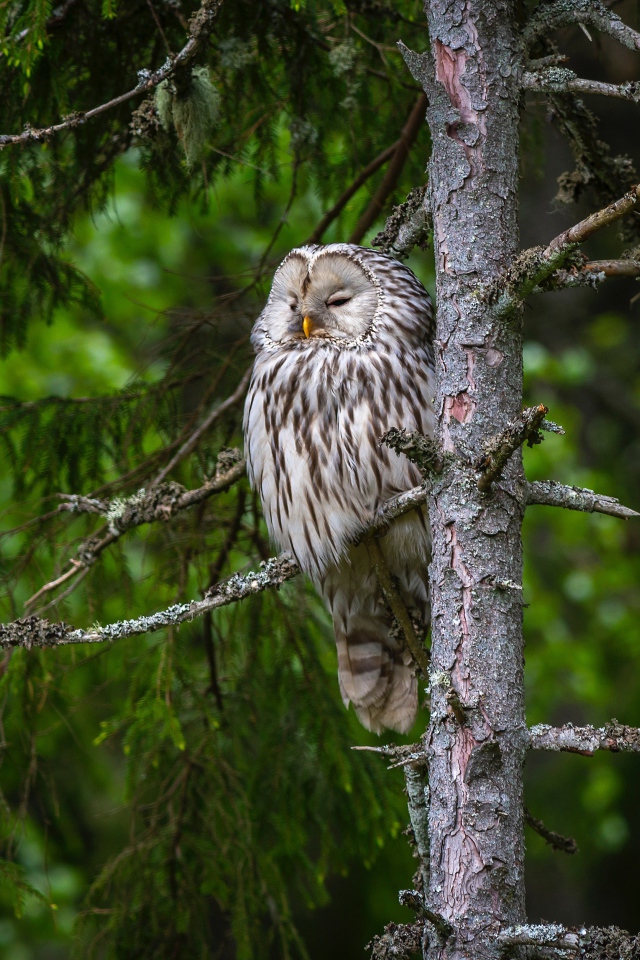 Большая сонная сова на ветке ели