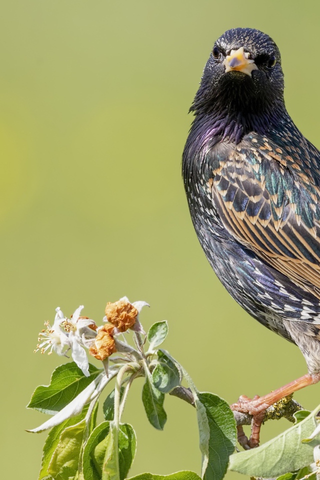 Большой скворец сидит на ветке дерева 