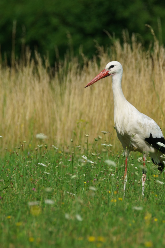 Большой аист идет по зеленой траве