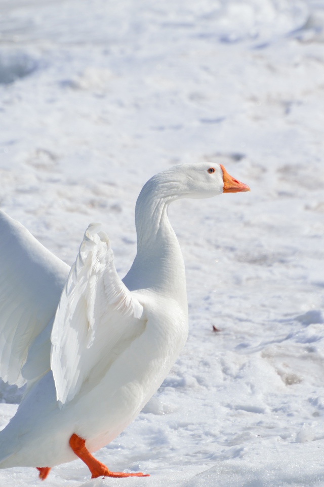 Большой белый домашний гусь на снегу 