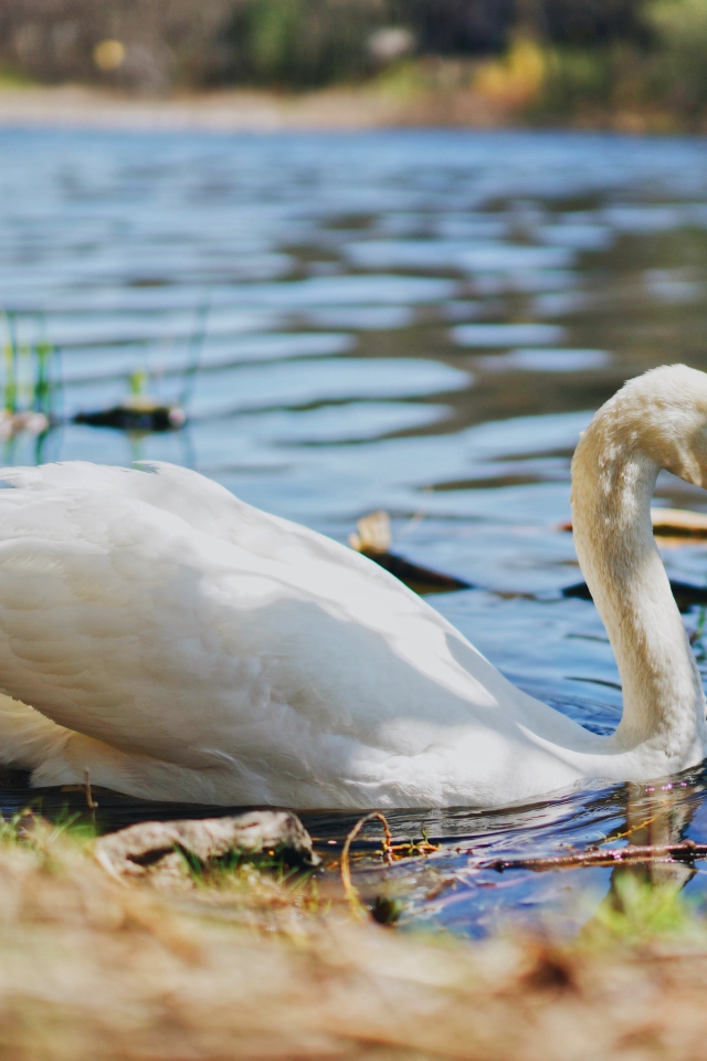 Большой белый лебедь на берегу пруда в воде