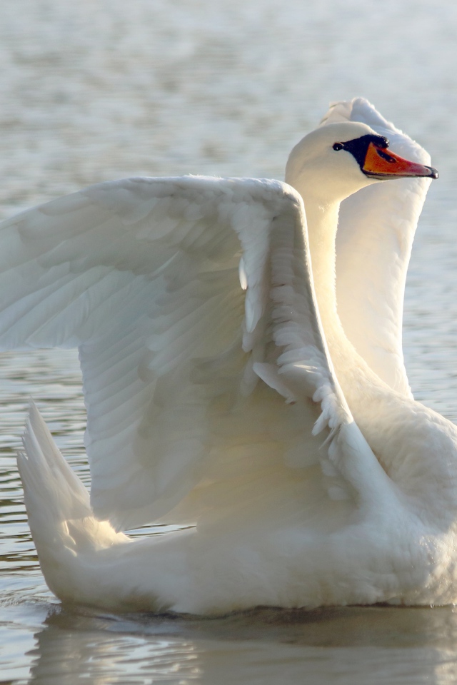 Большой белый лебедь расправил крылья в пруду