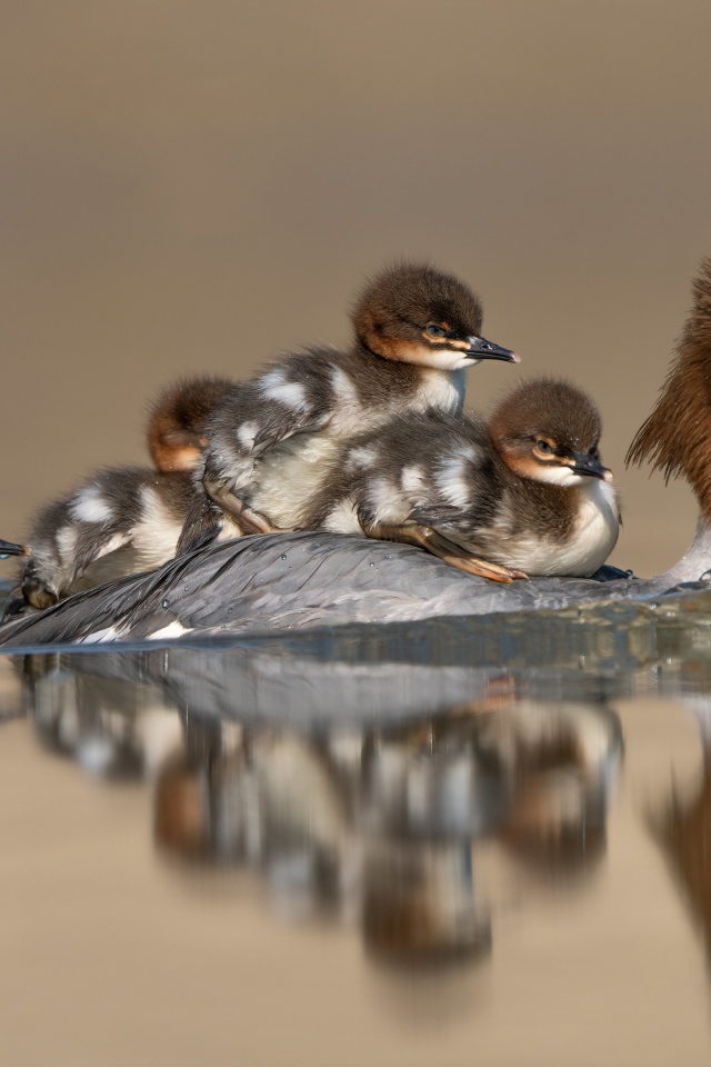 Птица в воде с маленькими птенцами 