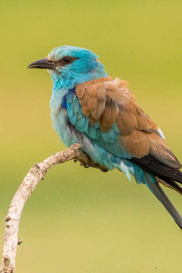 Птица зимородок  сидит на ветке на желтом фоне