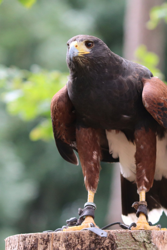 Хищная птица сидит на пне 