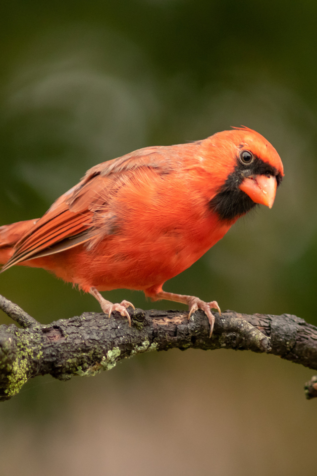 Птица красный кардинал на ветке дерева
