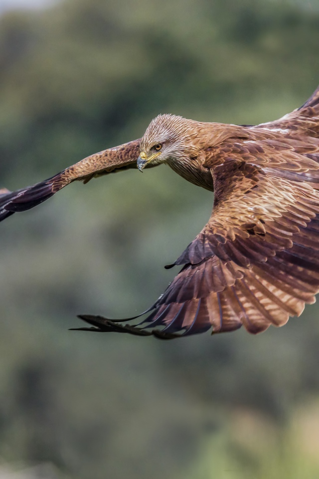 Черный коршун на охоте
