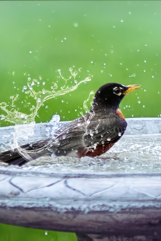 Черный скворец купается в воде 