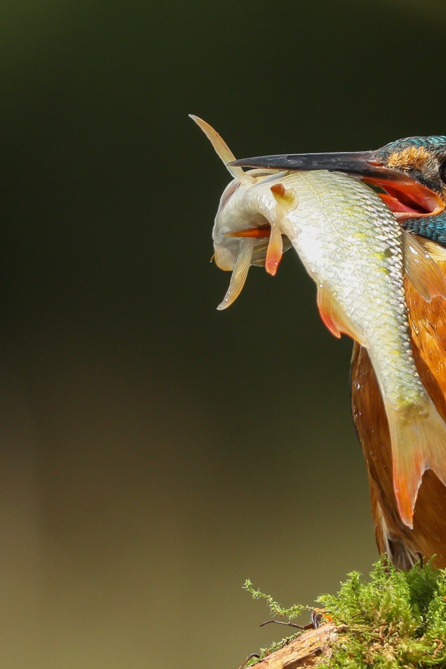 Яркая птица зимородок с рыбой в клюве