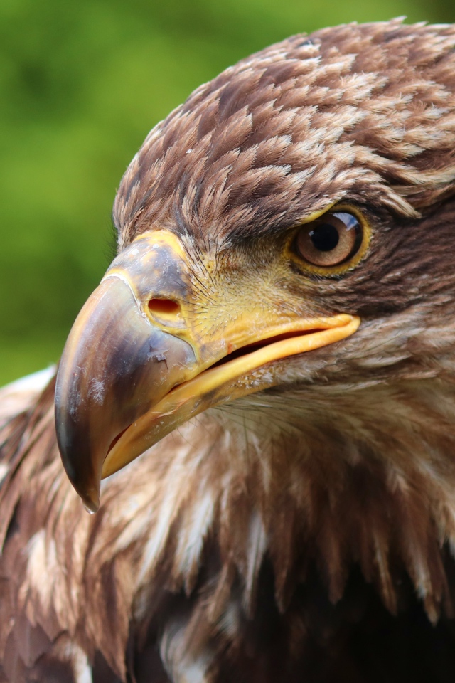 Коричневая хищная птица с острым клювом 