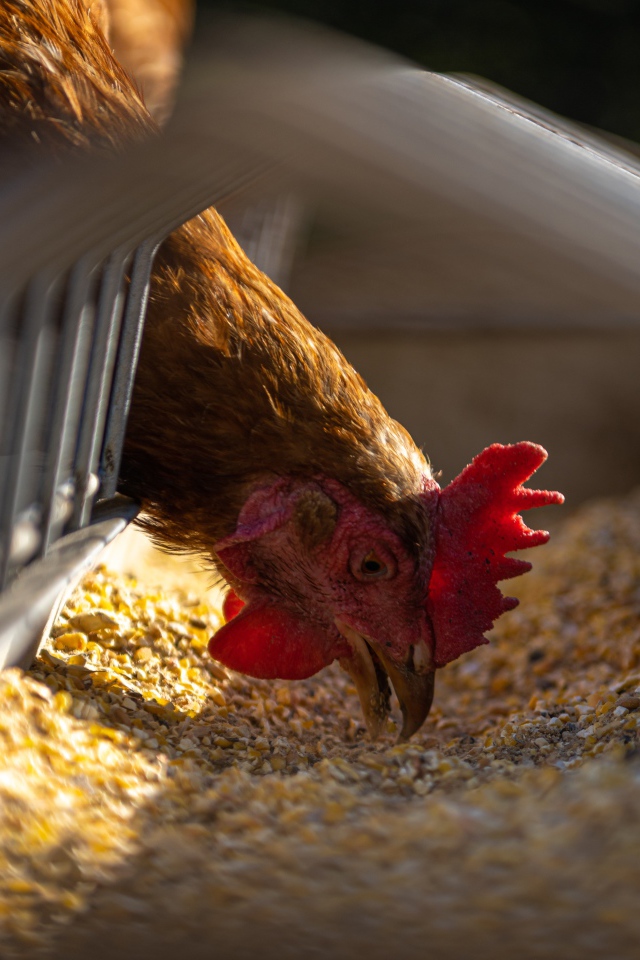 Курица ест корм на ферме 