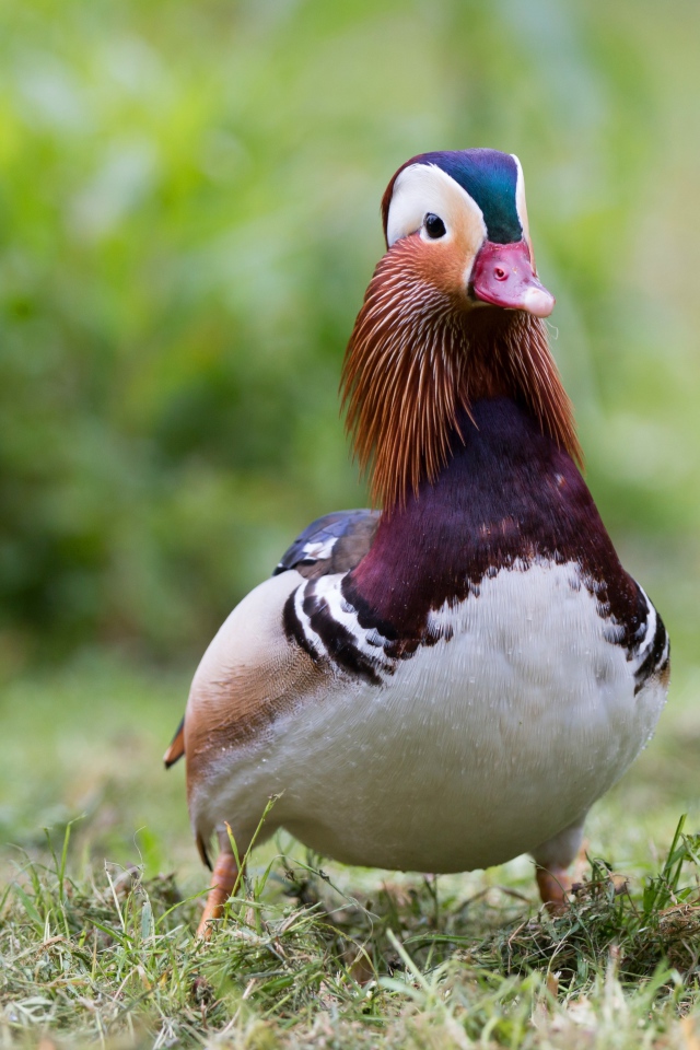 Милая уточка мандаринка идет по траве