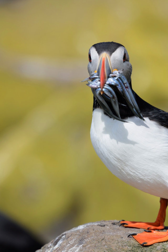 Тупик с рыбой в клюве стоит на камне