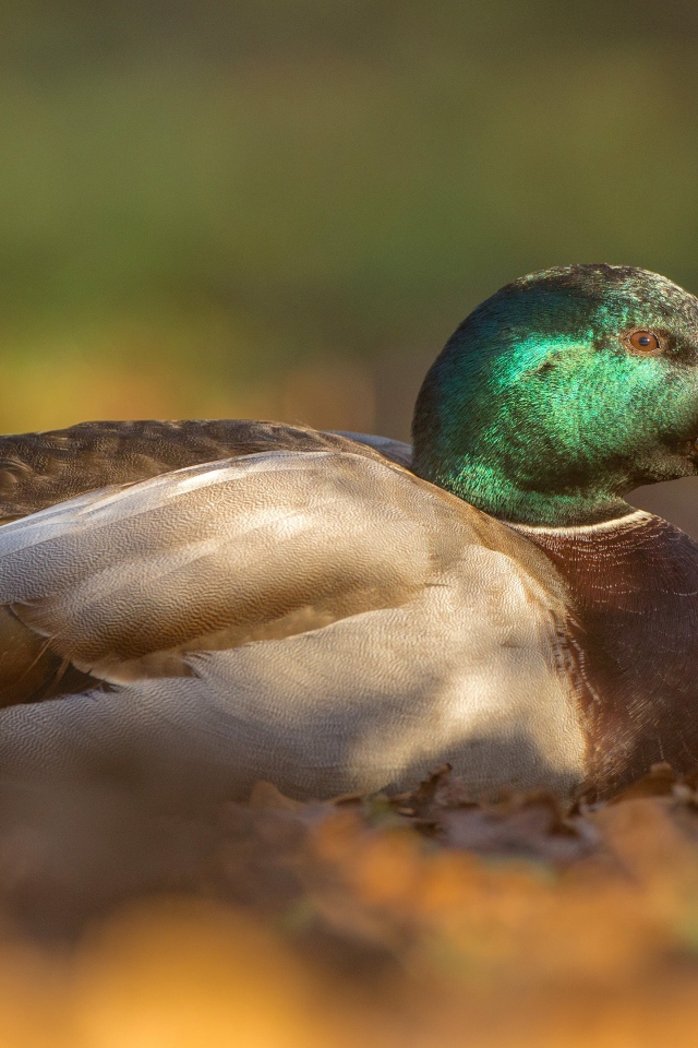 Утка сидит на сухой листве 