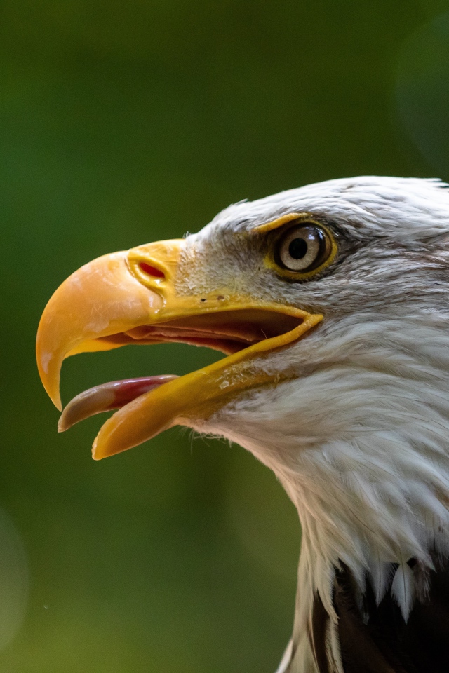 Орел с острым открытым клювом 