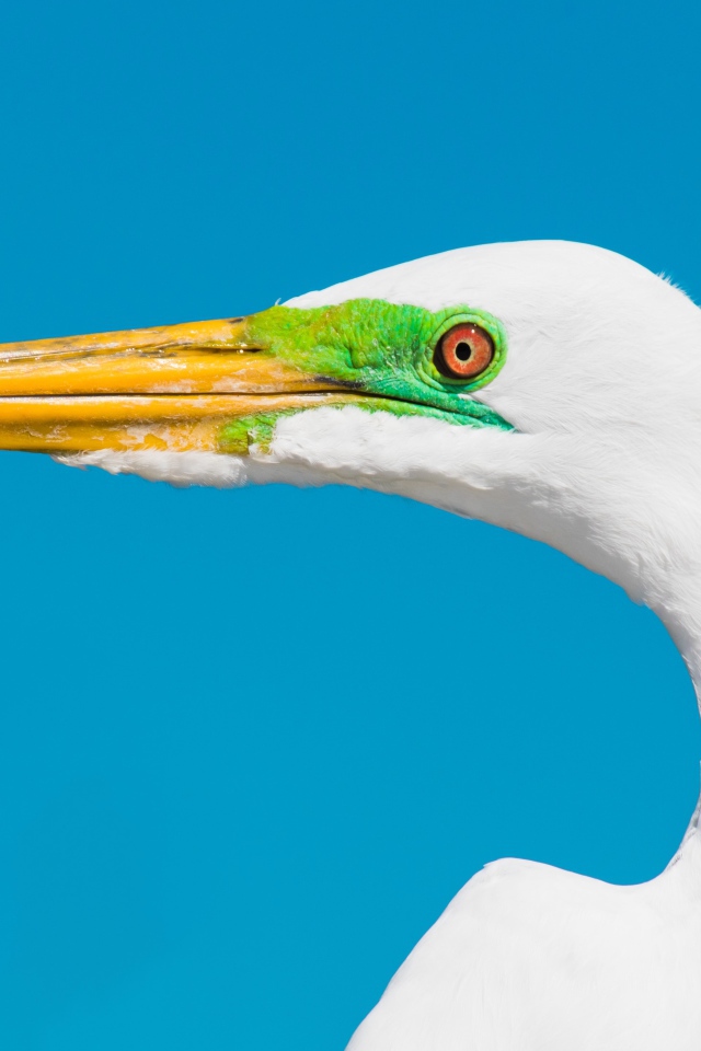 Голова белой цапли с острым клювом на голубом фоне 