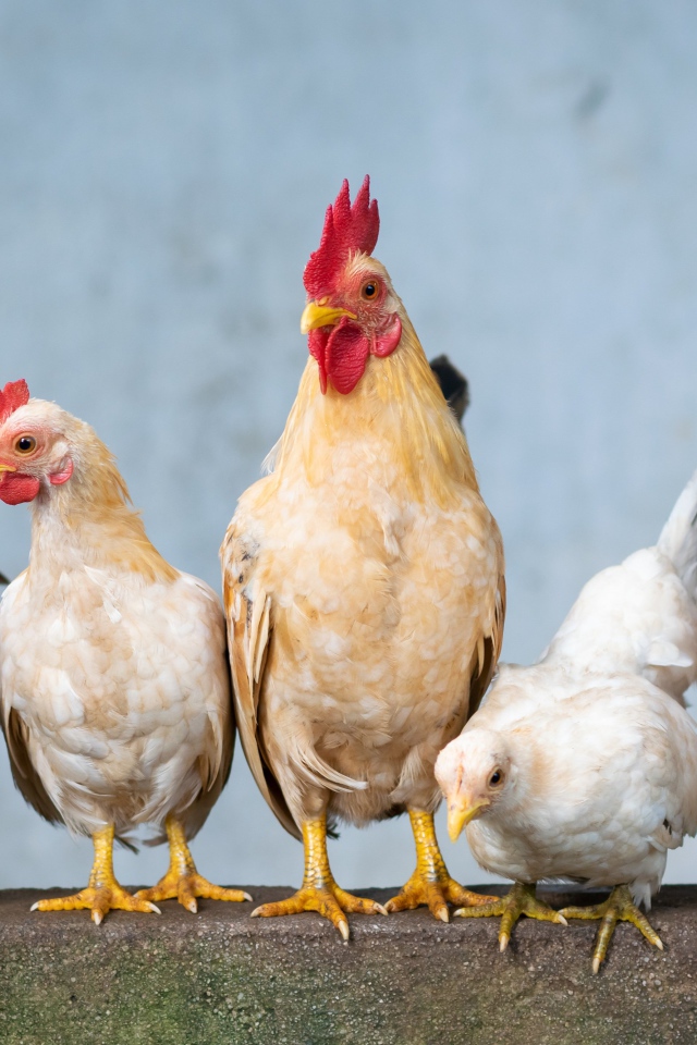 Пять домашних кур крупным планом