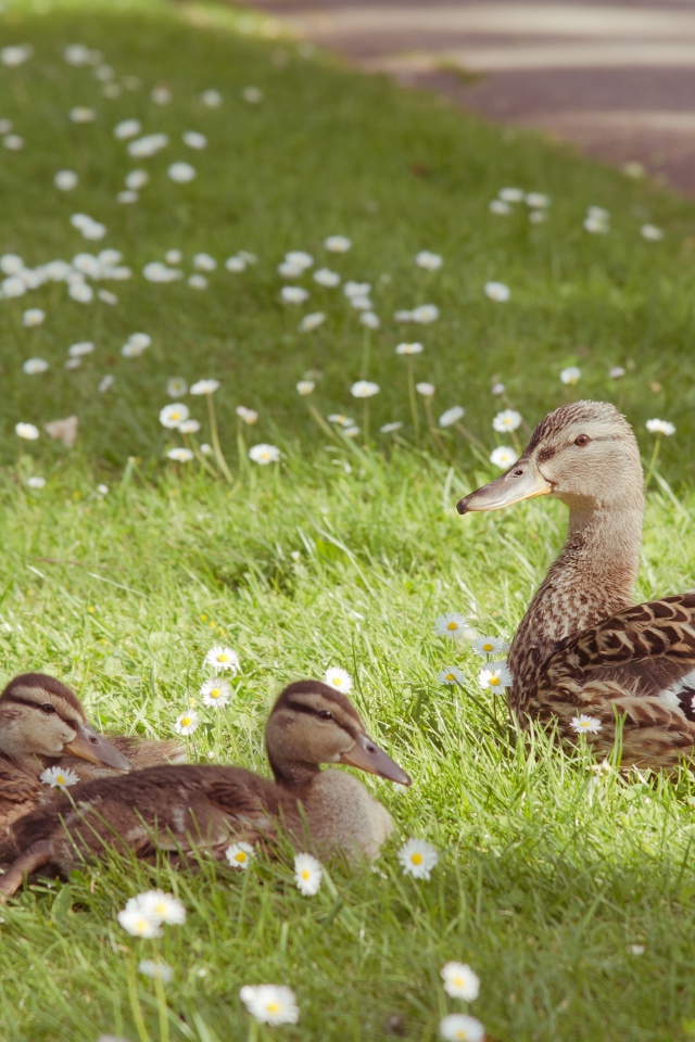 Серая утка с утятами на зеленой траве с белыми ромашками