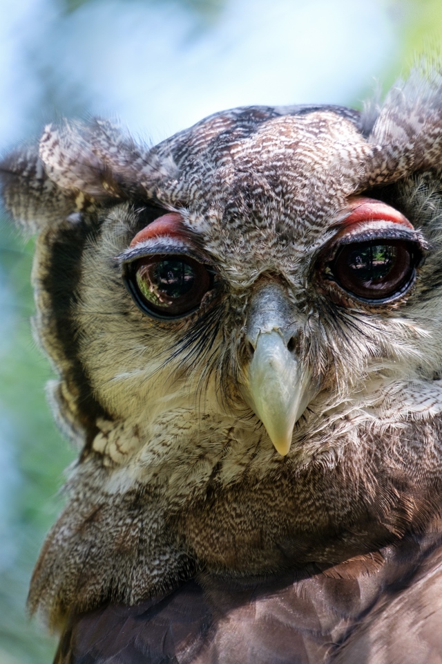 Серая сова с большими глазами