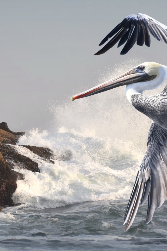 Большой пеликан летит над морскими волнами