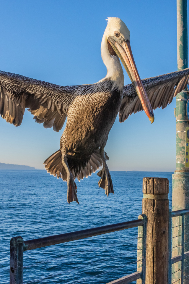 Great Pelican sits on the railing