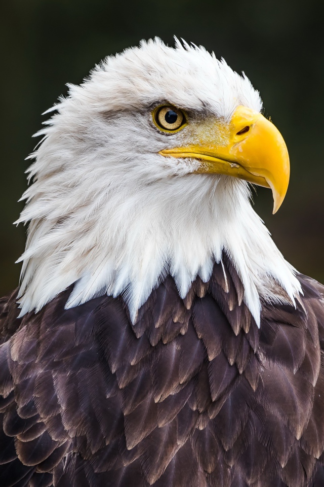 Большой белоголовый орлан с острым желтым клювом