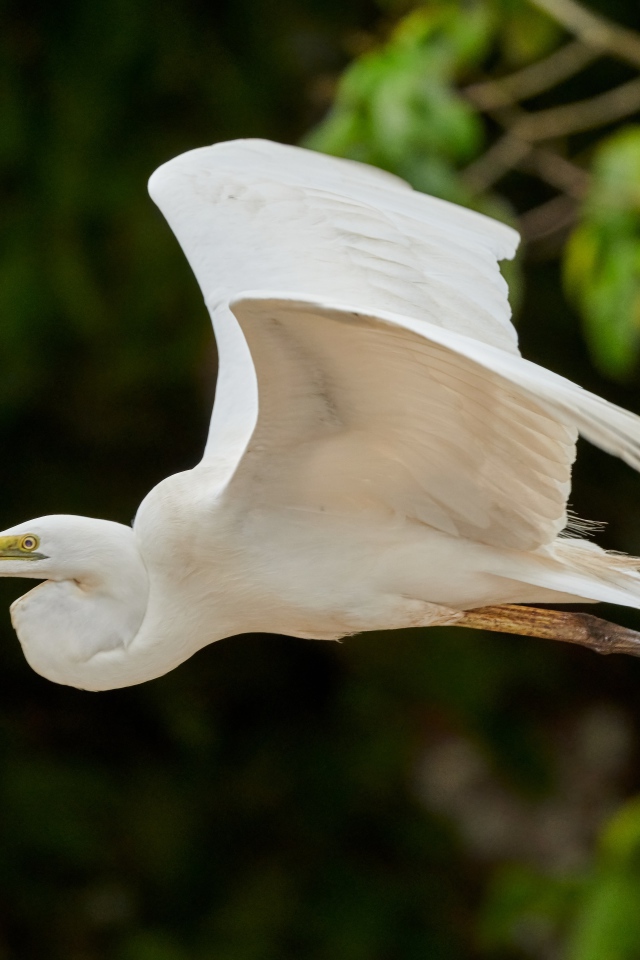Большая белая цапля пролетает над землей
