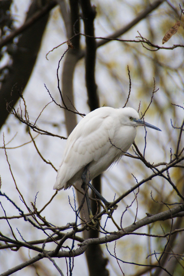Большая белая цапля сидит на ветке дерева 