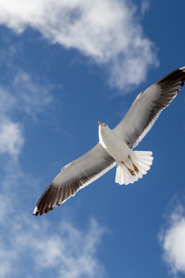 Большая серая чайка в голубом небе 