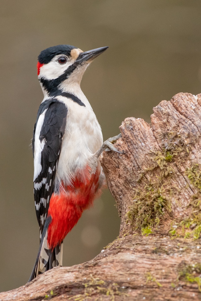 Большой пестрый дятел сидит на сухом дереве 