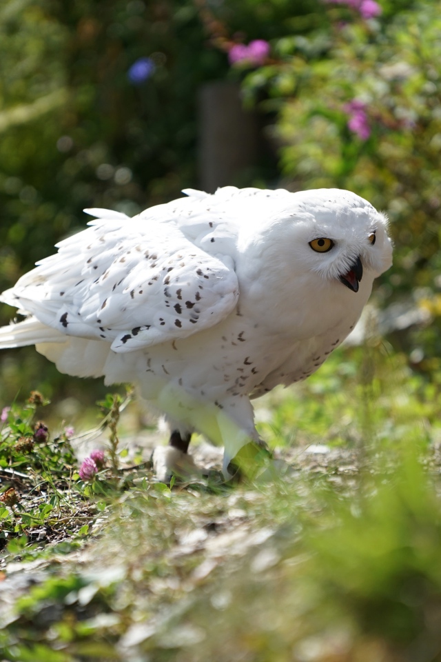 Большая белая сова крадется в траве