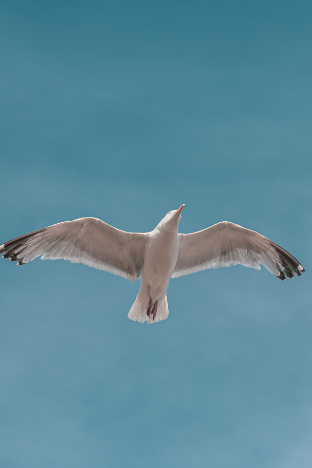Большая белая чайка летит в голубом небе