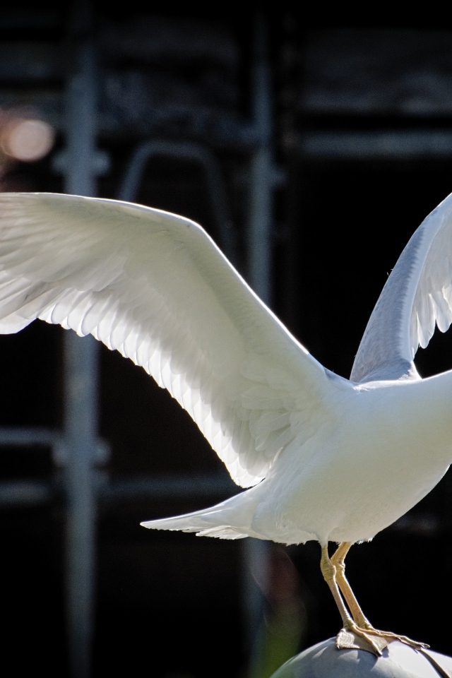 Большая белая чайка сидит на камне 
