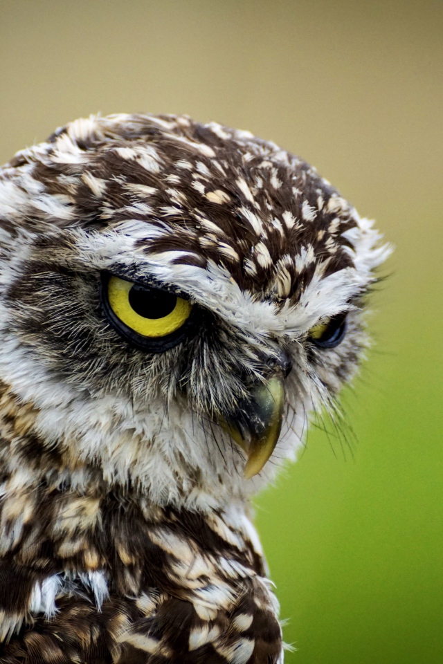Голова большой совы с желтыми глазами крупным планом