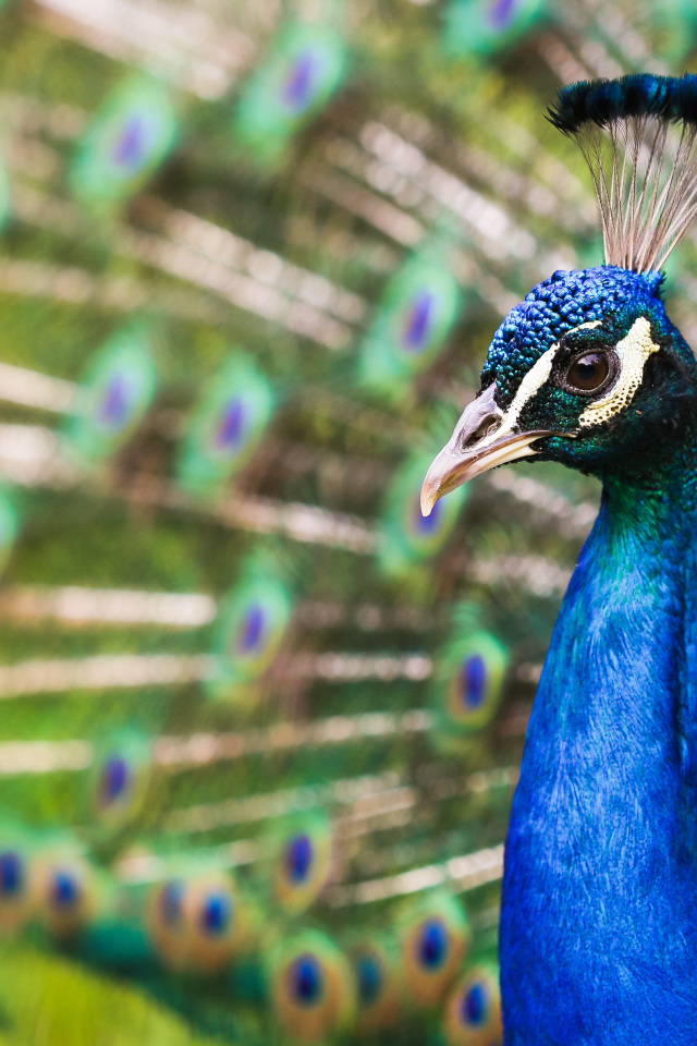 Голова голубого красивого павлина крупным планом