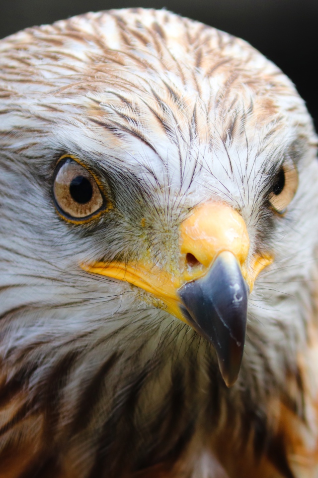 Голова хищного беркута с острым клювом