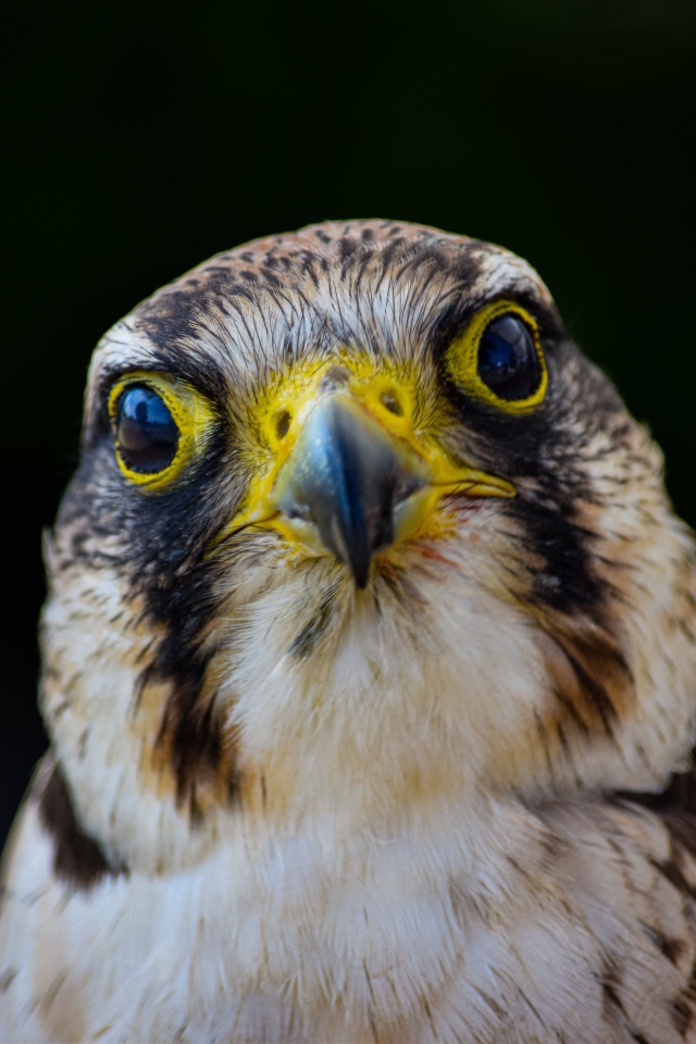 Голова хищного сокола с острым клювом крупным планом