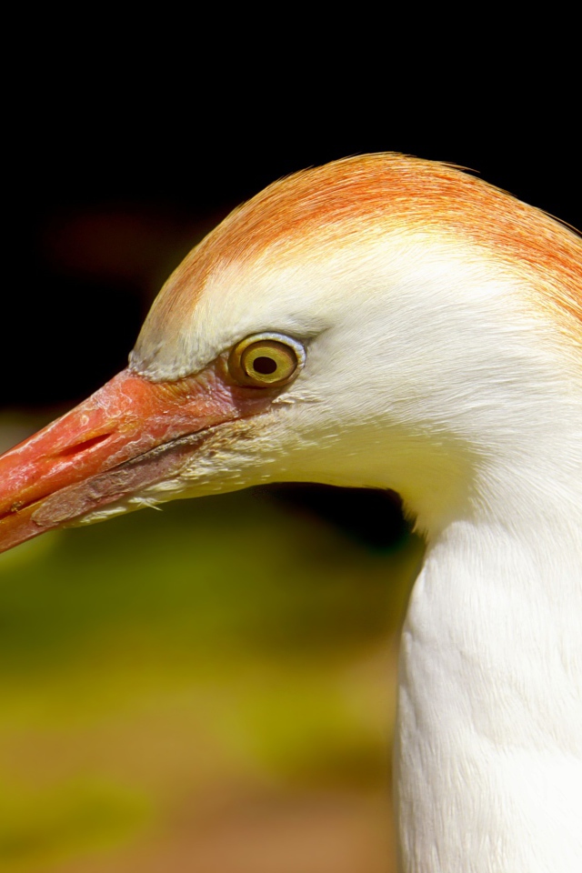 Голова цапли с острым клювом 