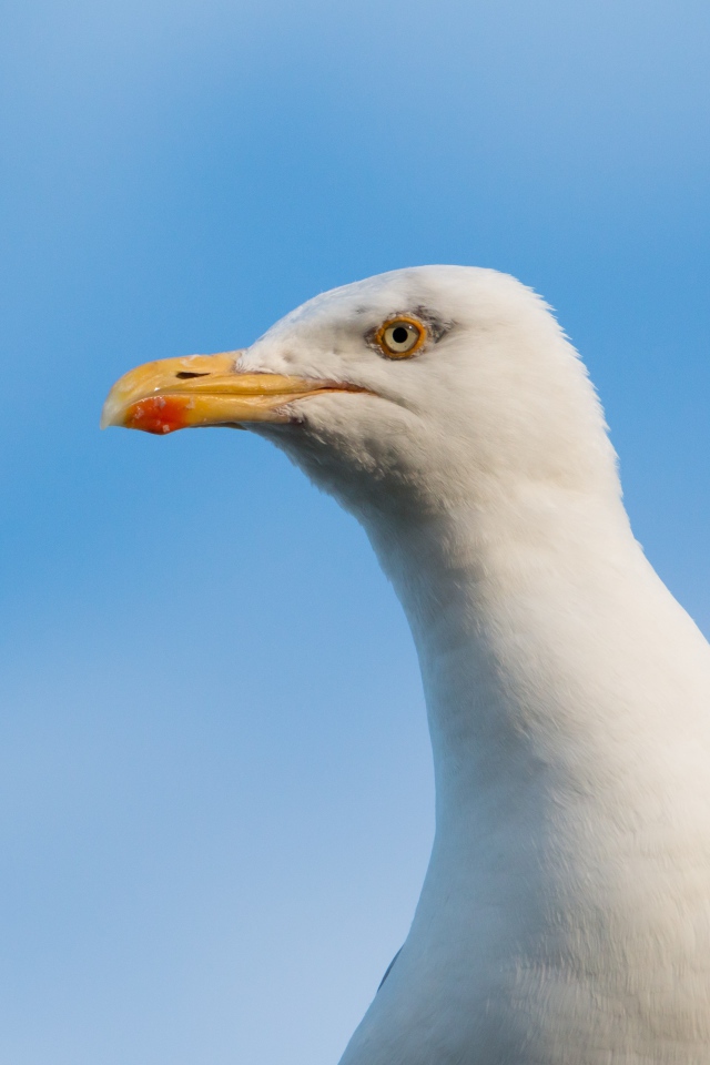 Голова белой чайки на фоне голубого неба 