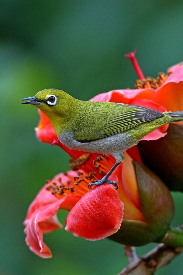 Японская Белоглазка сидит на красном цветке 
