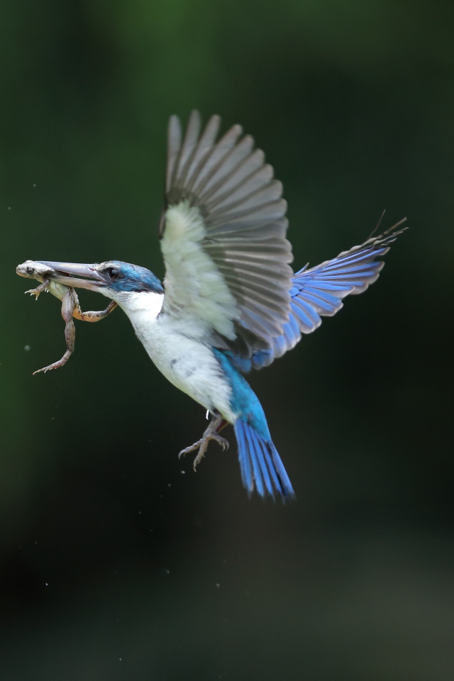 Птица зимородок кормит птенцов в гнезде 