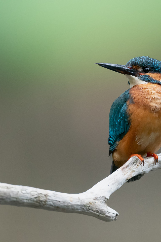 Kingfisher bird sits on a branch