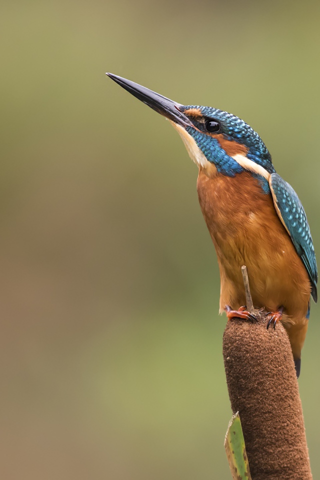 Птица зимородок сидит на камыше