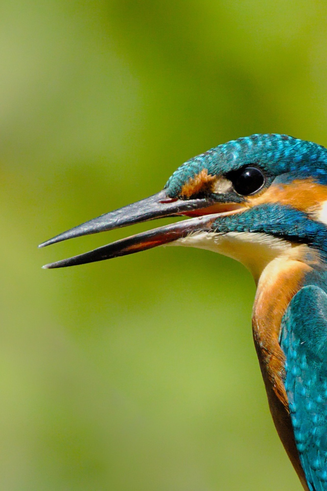 Птица зимородок с открытым клювом на зеленом фоне